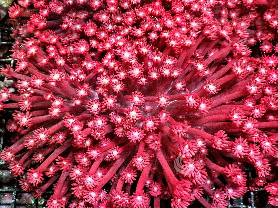 Long Polyp Red Goniopora