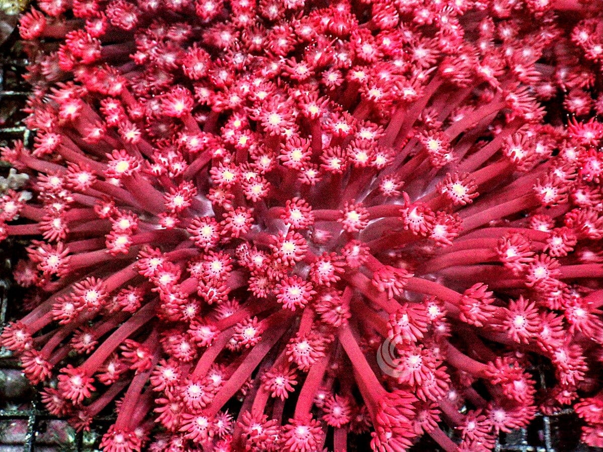 Long Polyp Red Goniopora