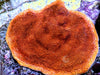 Orange Sherbet Encrusting Montipora