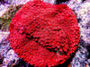 Red Hot Lava Cyphastrea