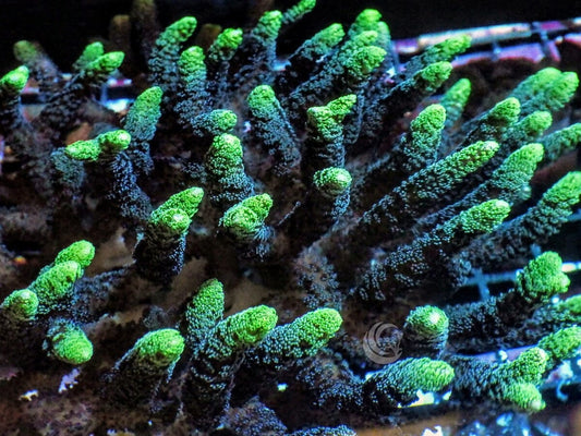 Neon tip Bird's Nest