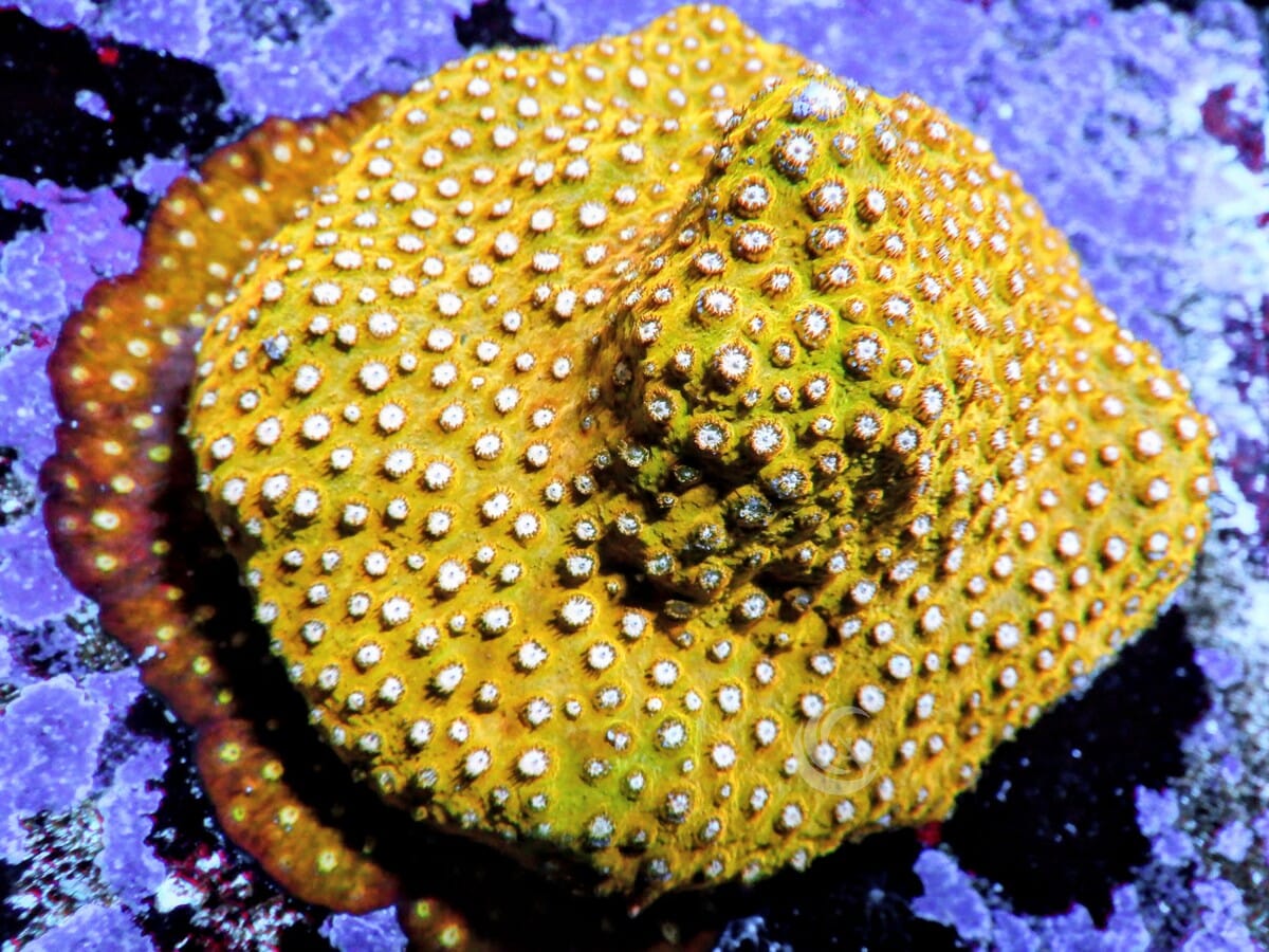 Super Orange Cyphastrea