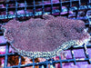 Blue rim Purple Montipora
