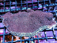 Blue rim Purple Montipora