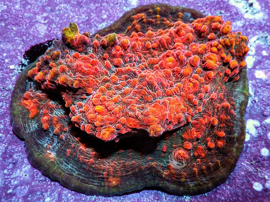 Bubbling Cauldron Chalice