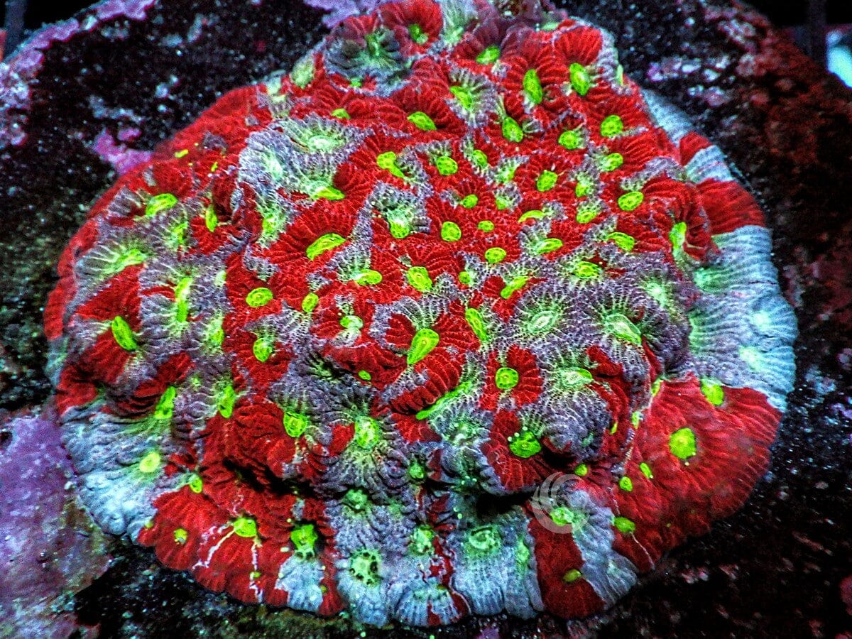 Patchwork War Coral Favites