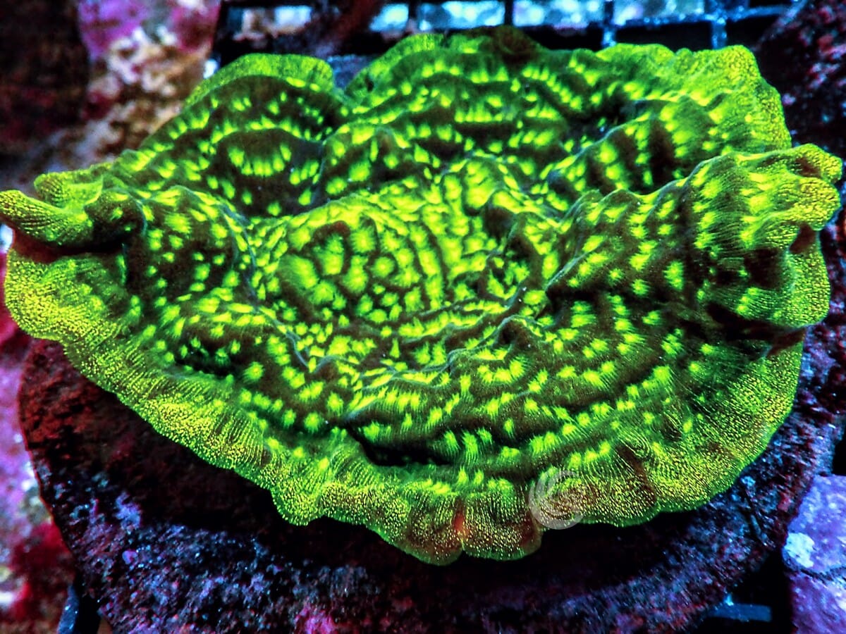 Neon Plating Psammacora