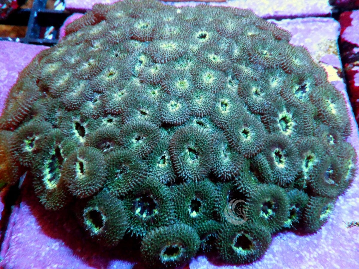 Bicolor Micromussa amakusensis