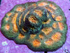 Pumpkin Patch Acan rotundoflora