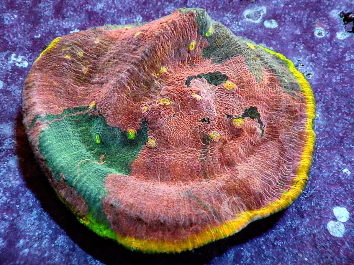 Rainbow Patchwork Chalice