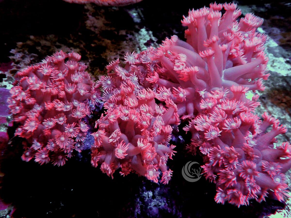 Red Goniopora Combo
