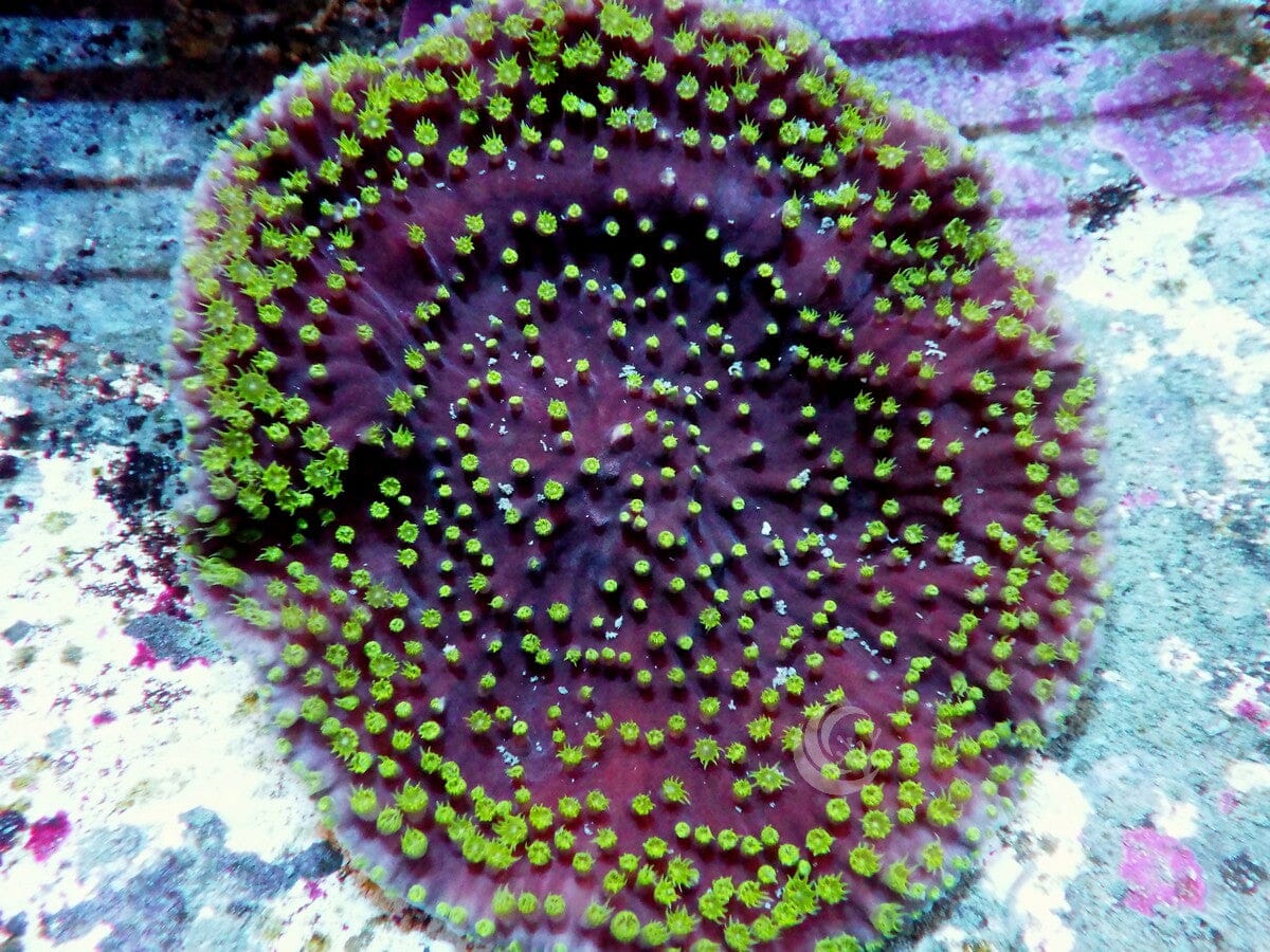 Neon Polyp Scrolling Turbinaria