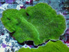 Green Plating Montipora