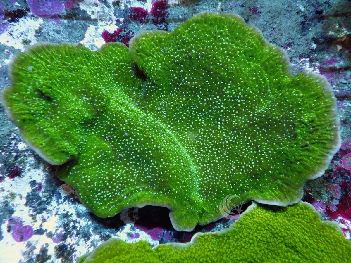 Green Plating Montipora