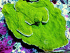 Lime Plating Montipora