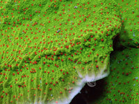 Grinch Plating Montipora