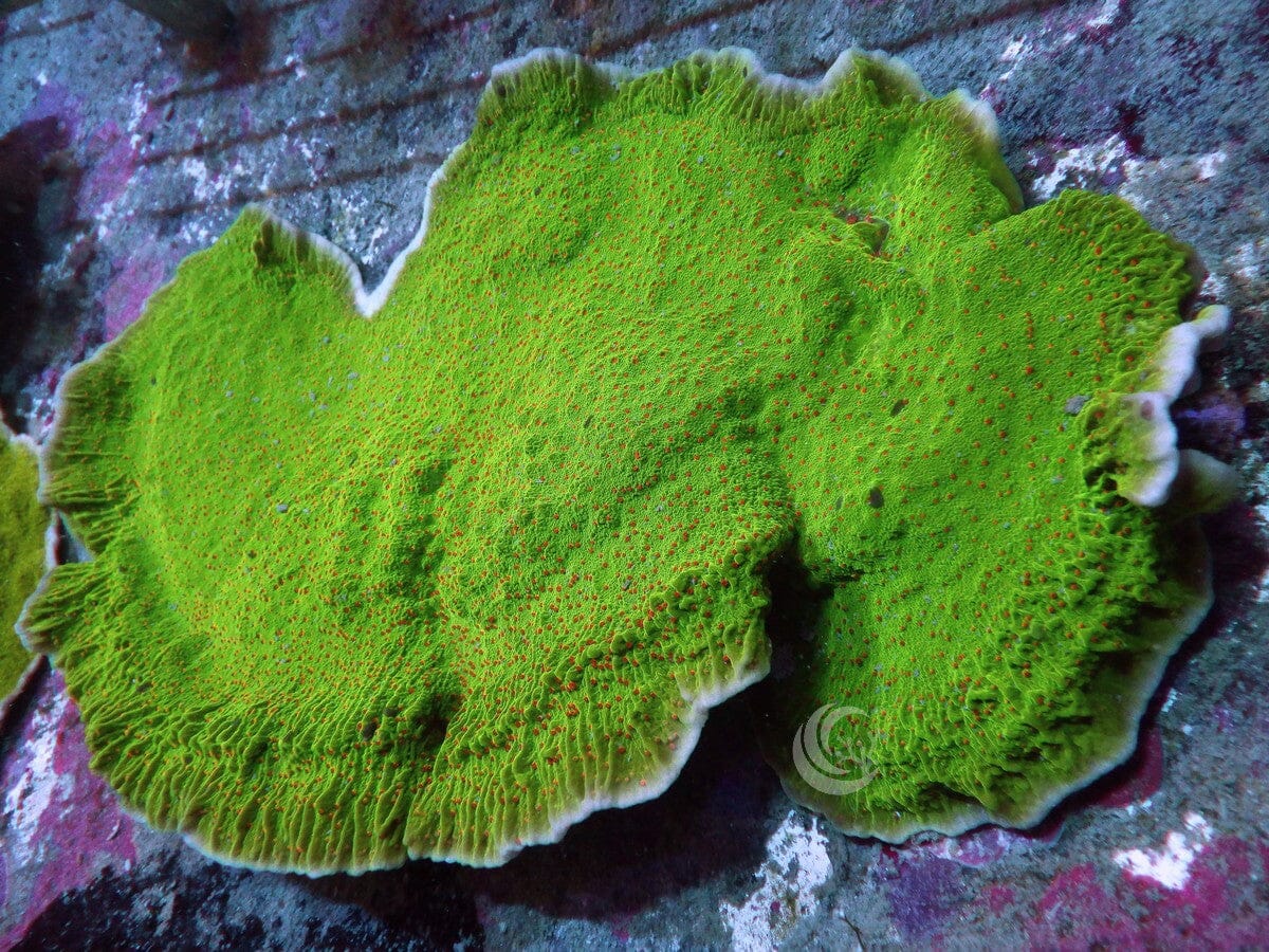 Grinch Plating Montipora