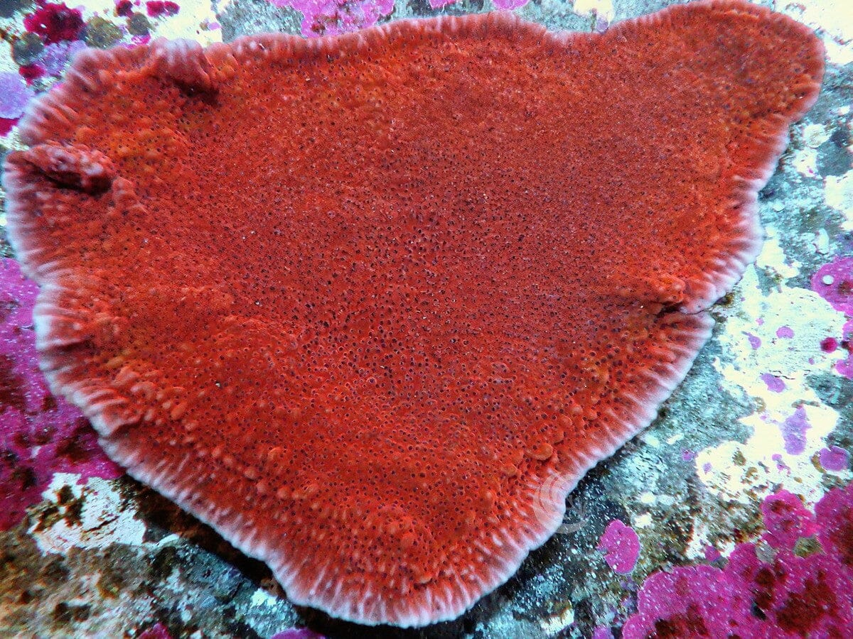 Strawberry Medusa Plating Montipora