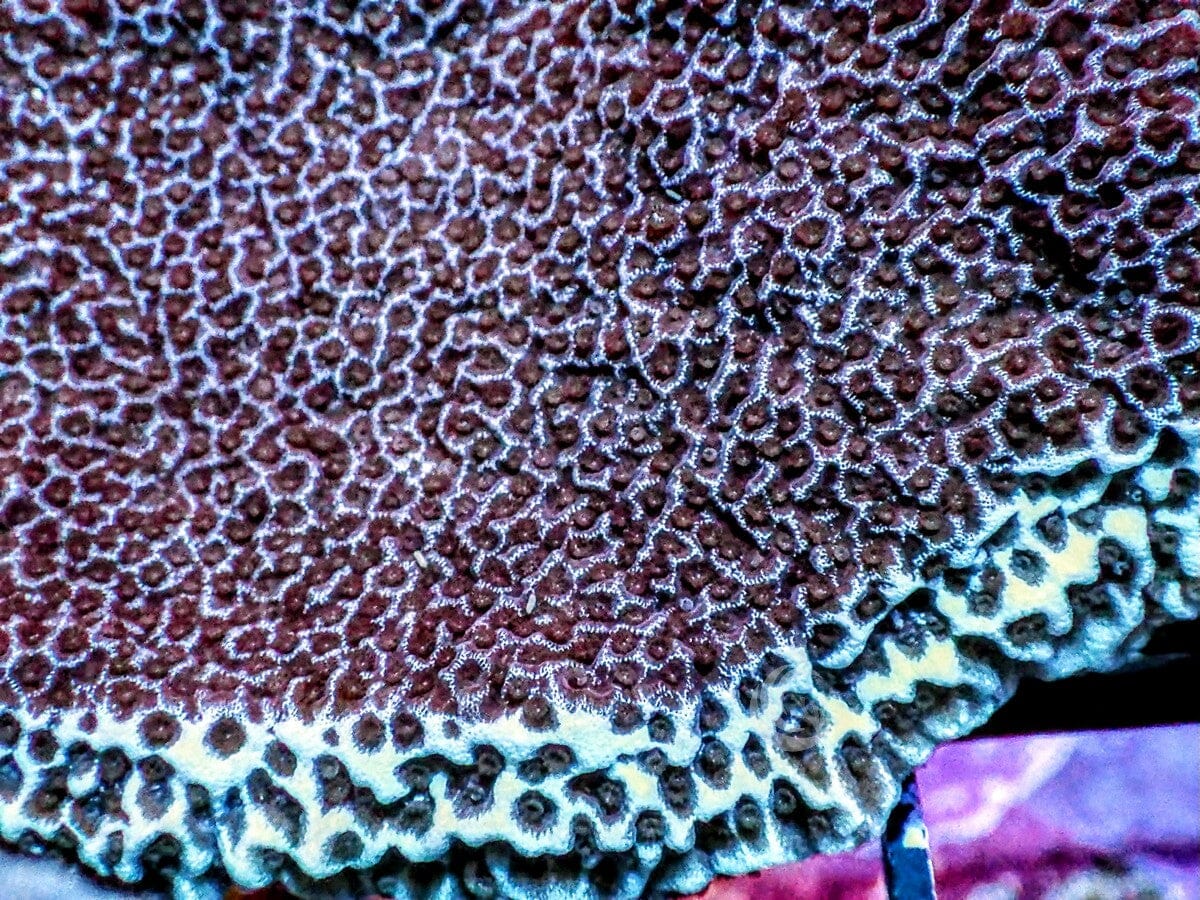 Blue rim Purple Montipora
