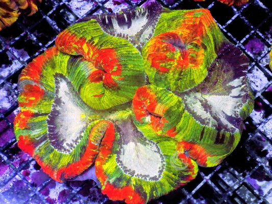  Ultra Trachyphyllia