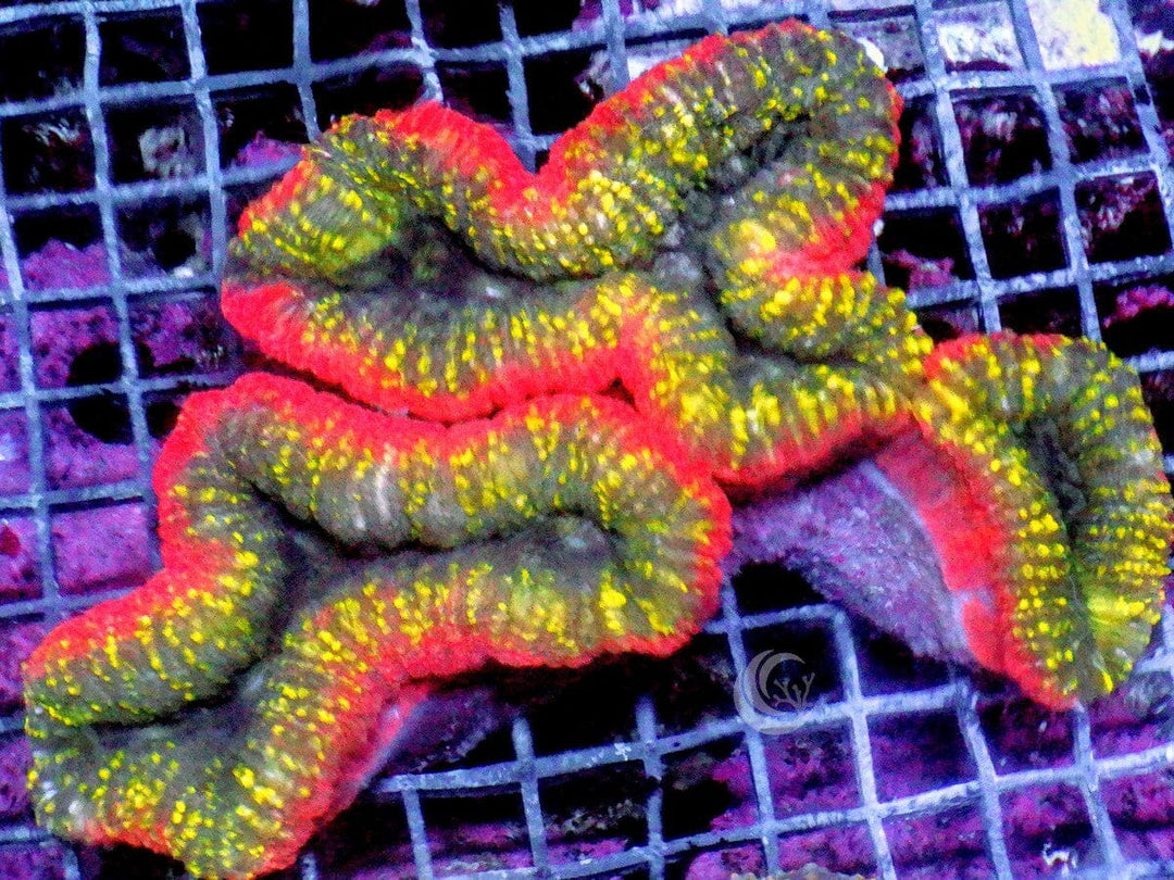 Red rim Lobophyllia