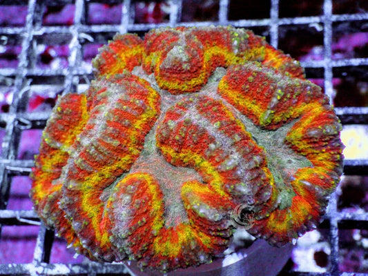 Clownface Lobophyllia