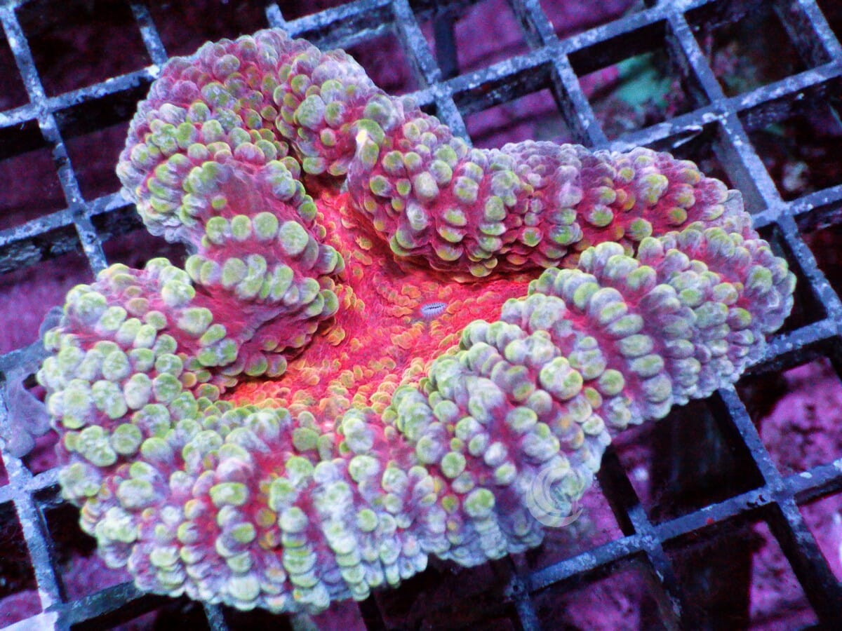 Red Hot Lava Lobophyllia 
