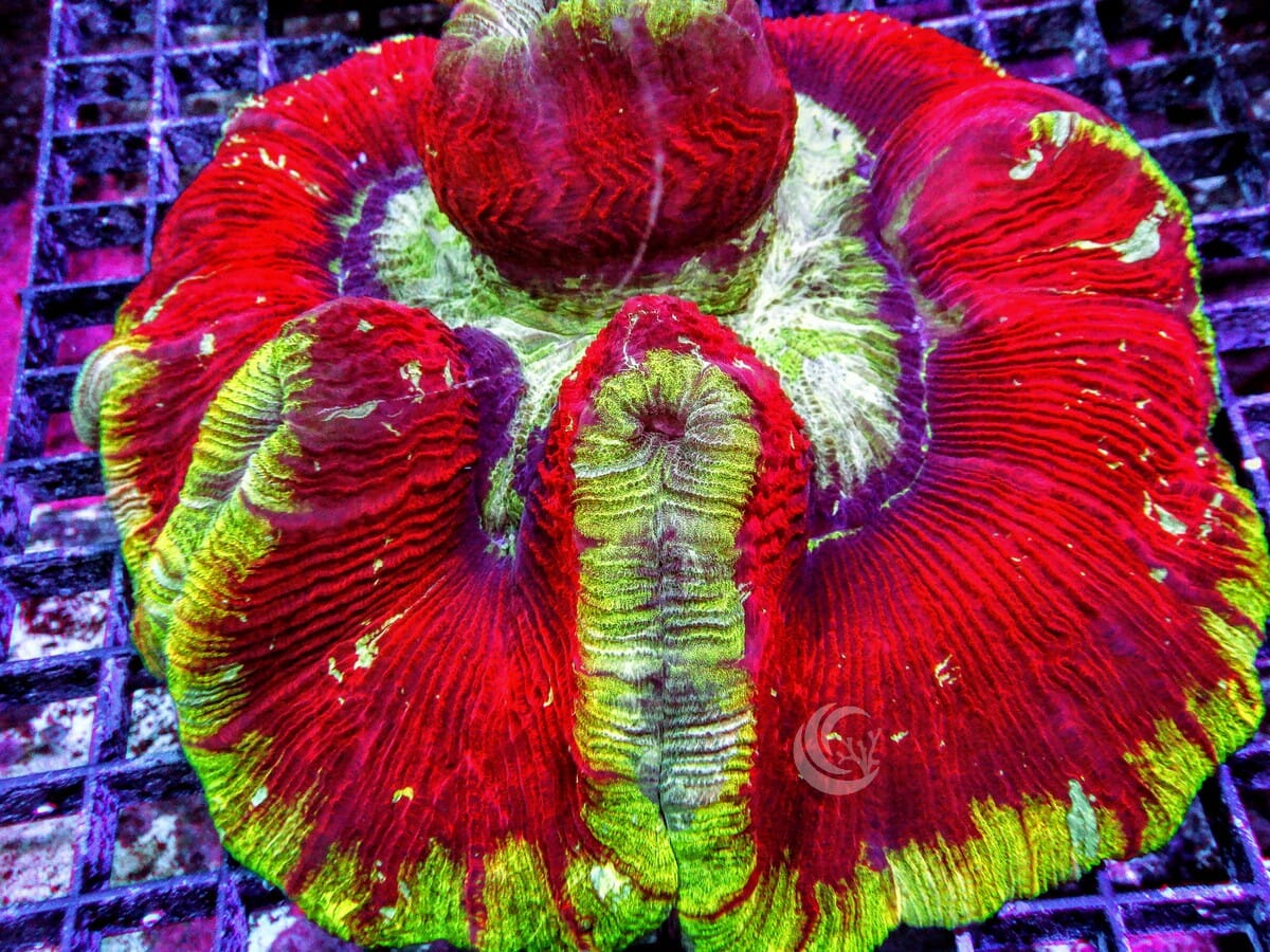 Ultra Trachyphyllia