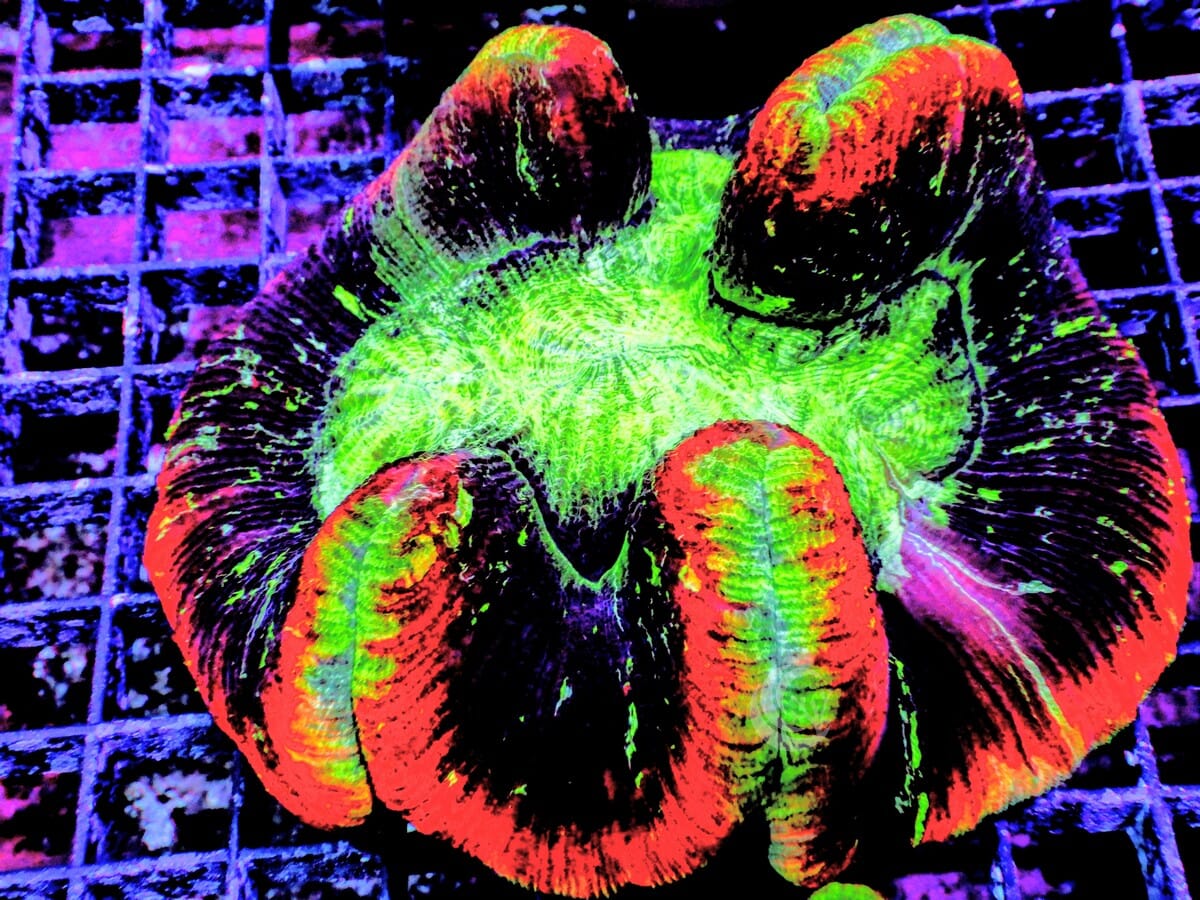 Ultra Trachyphyllia