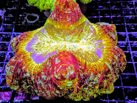 Ultra Trachyphyllia
