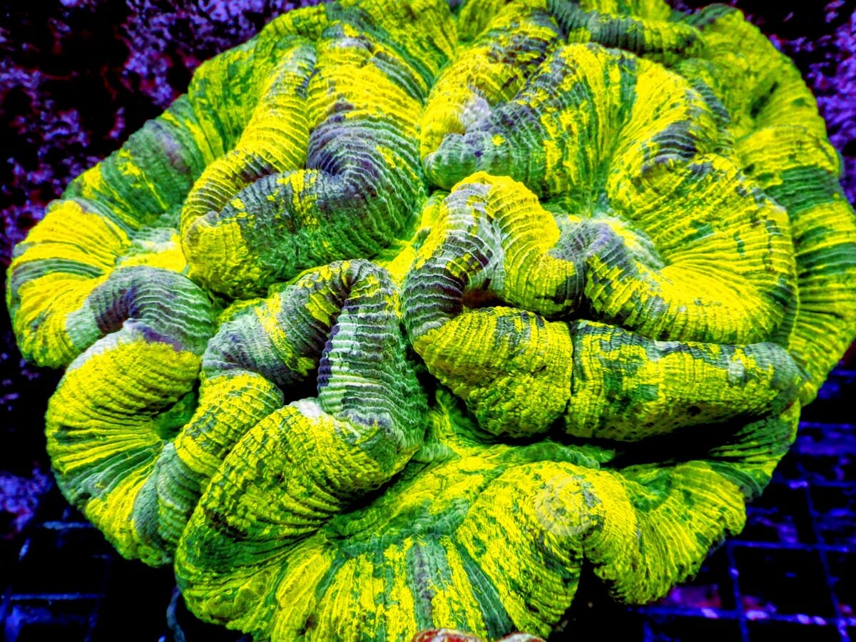 Yellow-Green Ultra Trachyphyllia