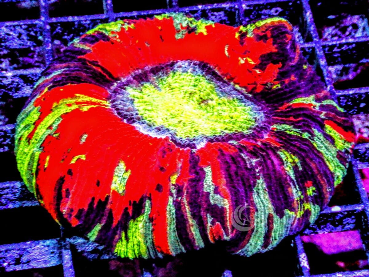 Ultra Trachyphyllia
