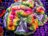Rainbow Trachyphyllia