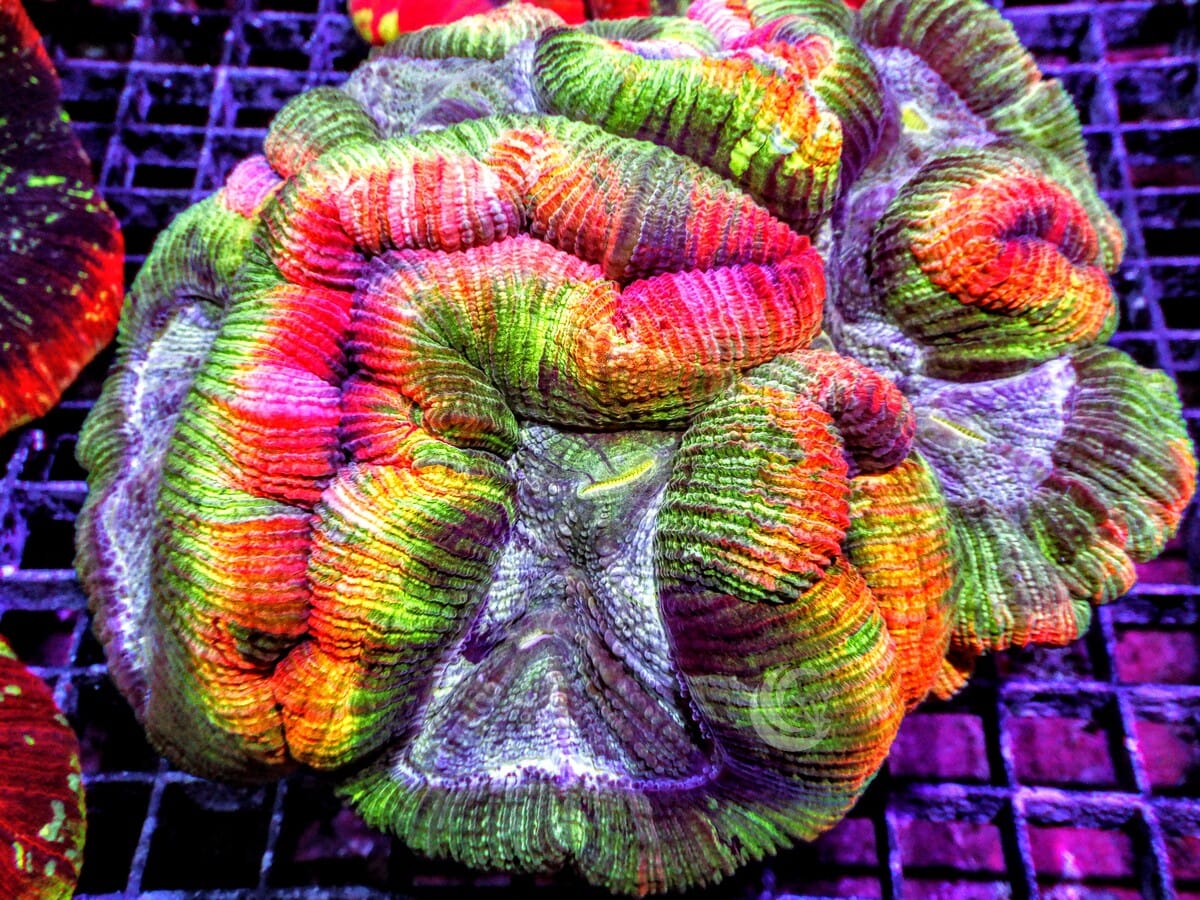 Rainbow Trachyphyllia