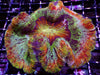Rainbow Trachyphyllia