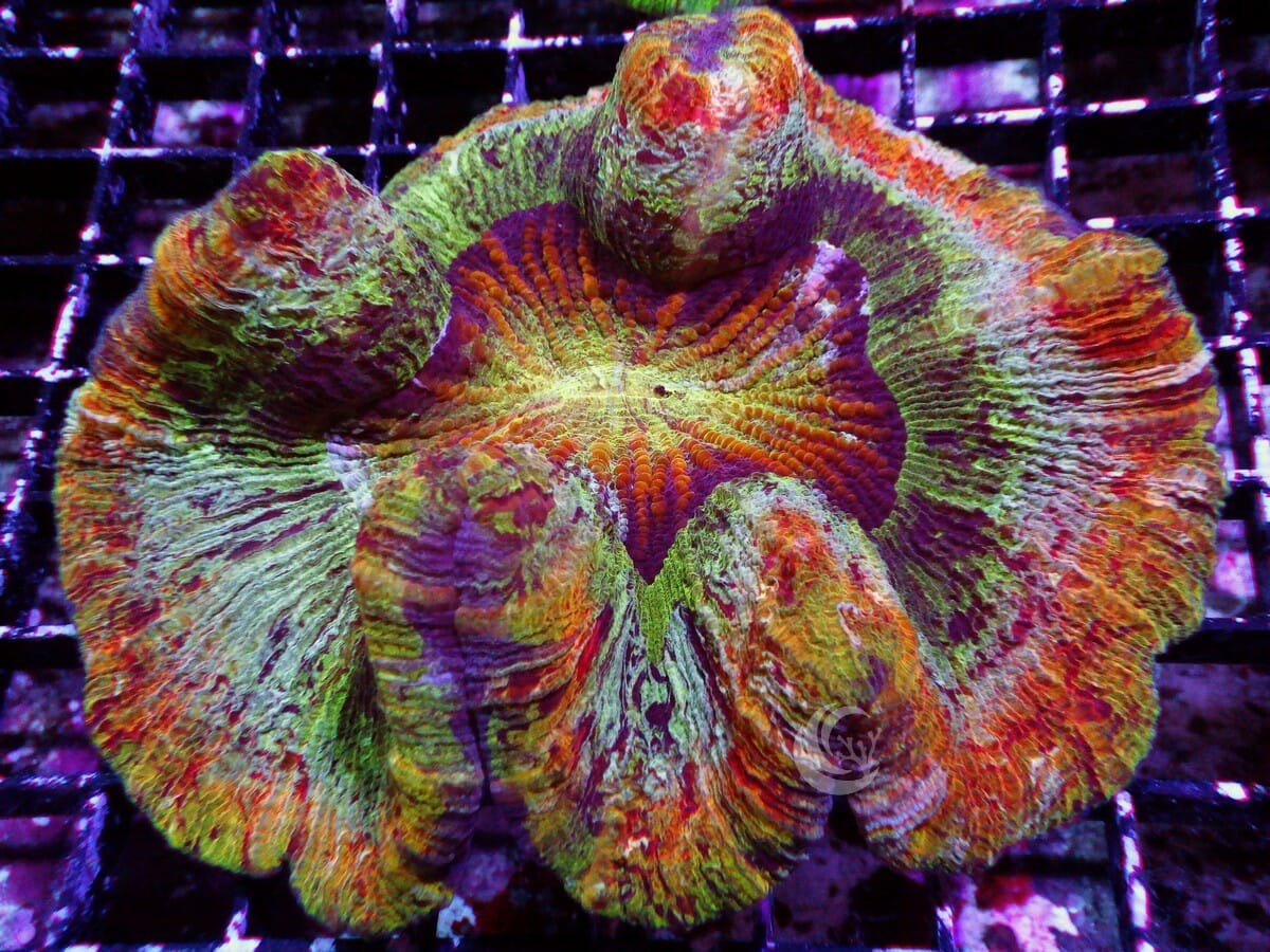 Rainbow Trachyphyllia