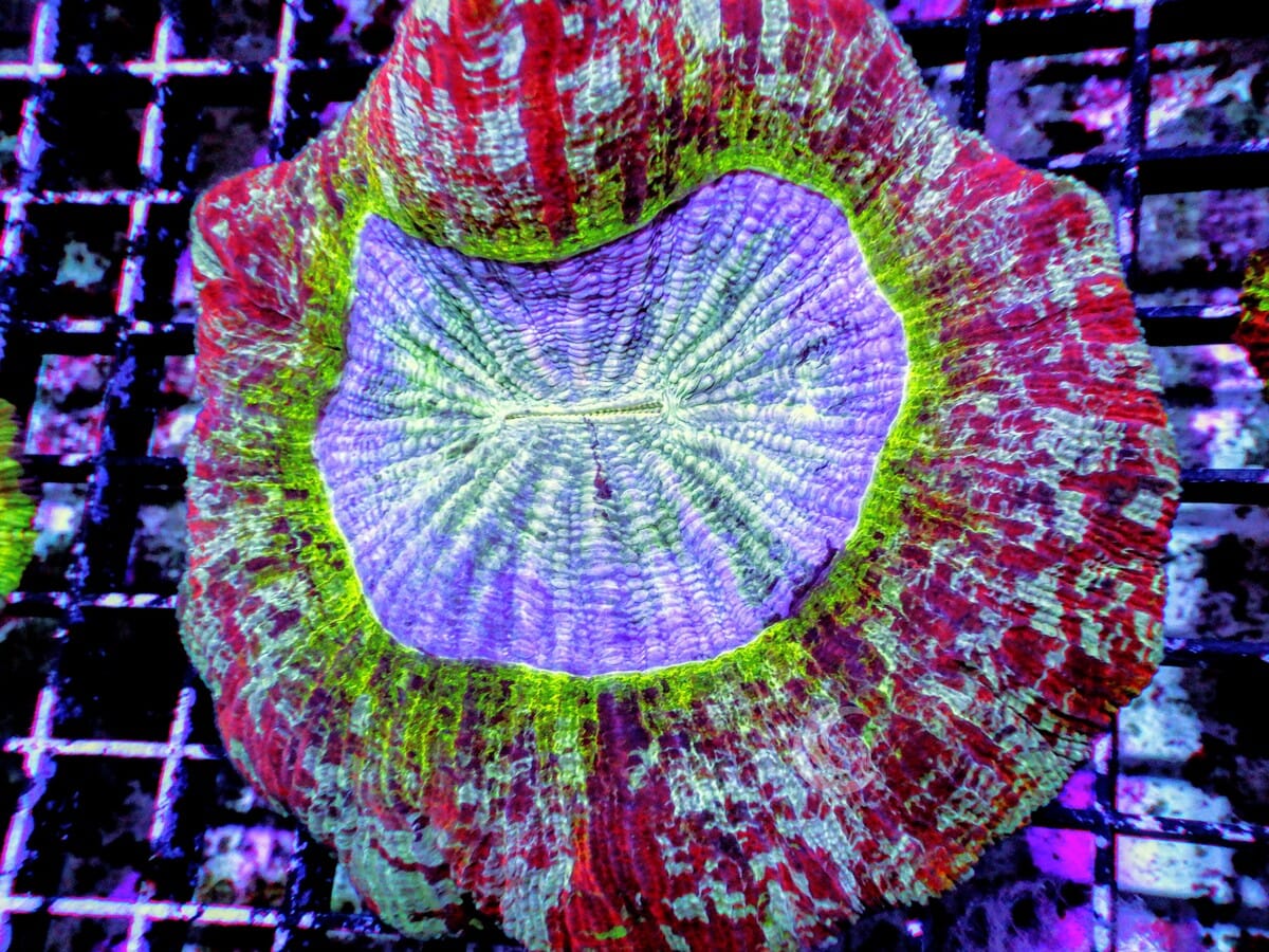 Ultra Trachyphyllia