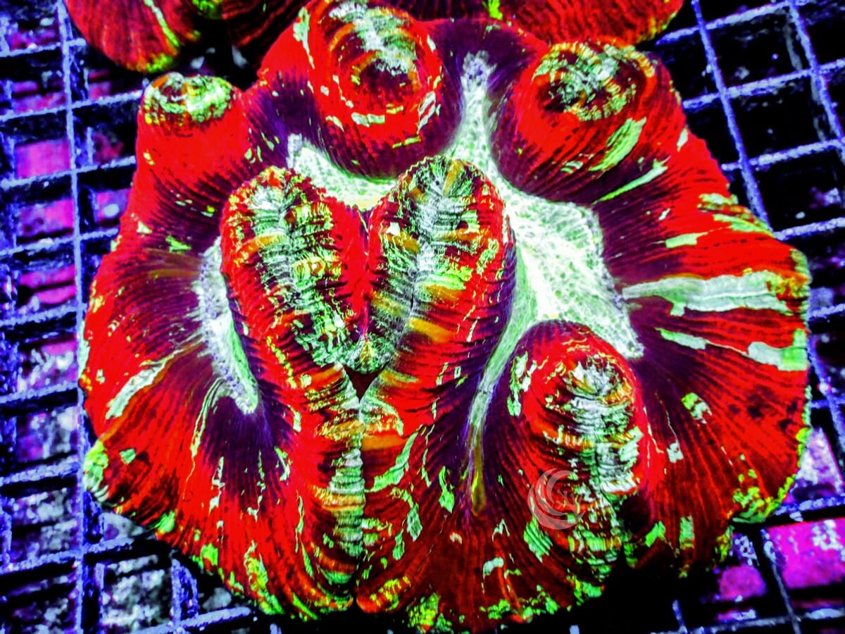 Ultra Trachyphyllia