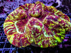 Unique Splattered Trachyphyllia