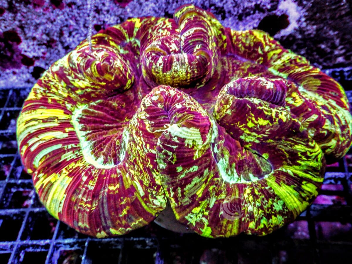 Unique Splattered Trachyphyllia
