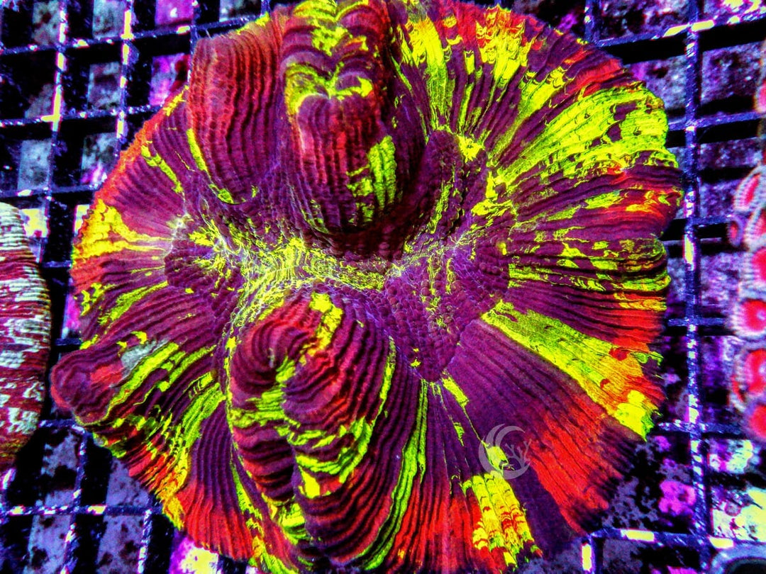 Ultra Trachyphyllia