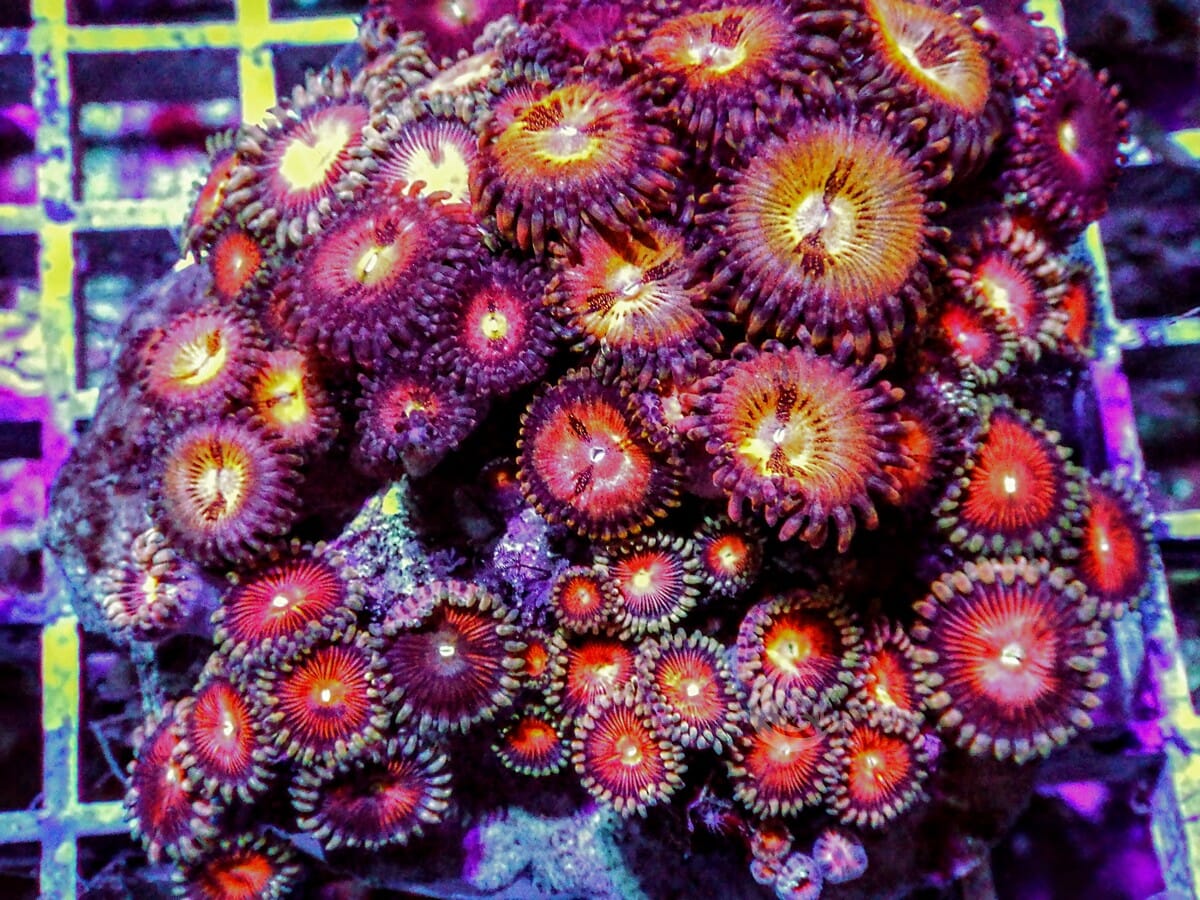 Ultra Zoanthid Combo
