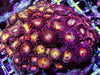 Ultra Zoanthid Combo