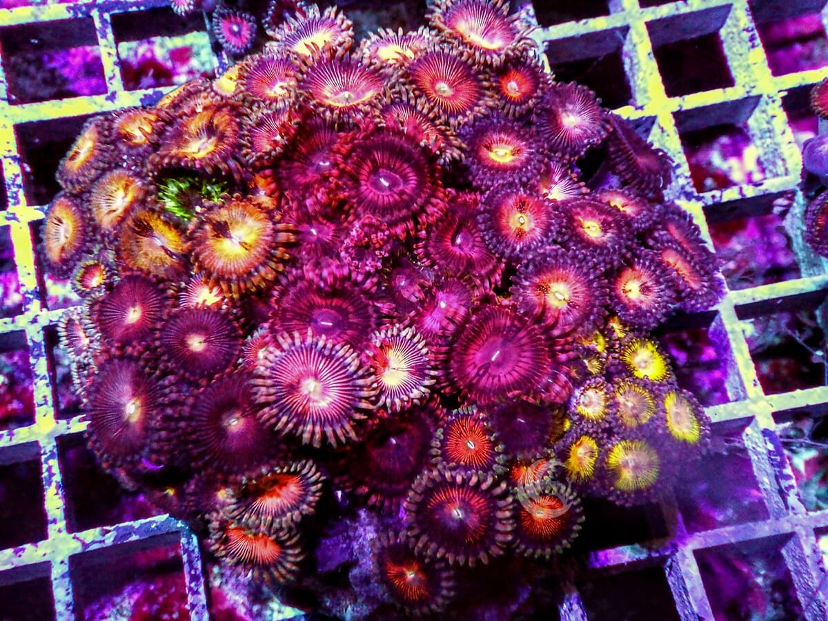 Ultra Zoanthid Combo