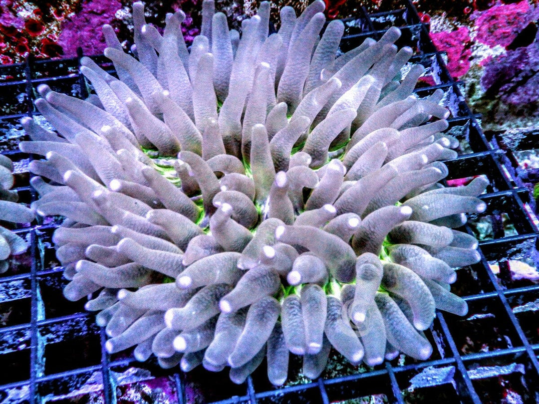 Pink tip Heliofungia
