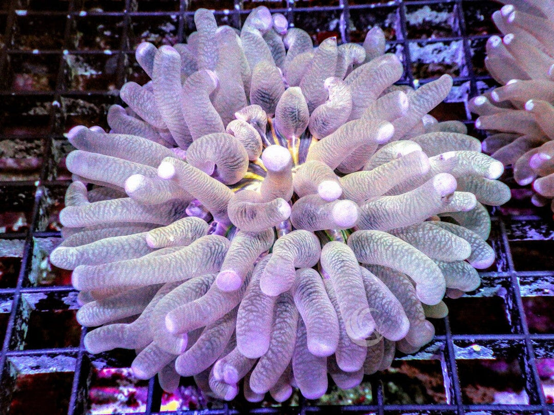 Pink tip Heliofungia