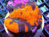 Orange Acan bowerbanki 