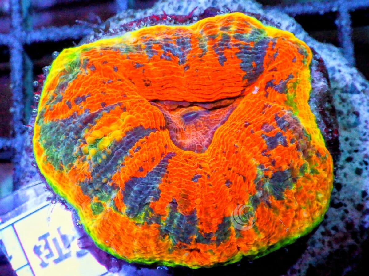 Super Orange Acan bowerbanki