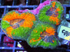 Orange Splashed Acan bowerbanki