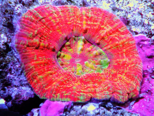 Red-Orange Micromussa pacifica